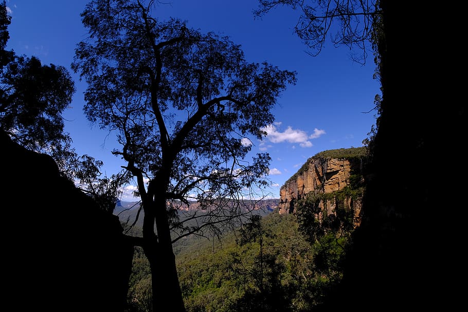 eucalyptus tree, national park, blue mountains, blue mountains national park, HD wallpaper