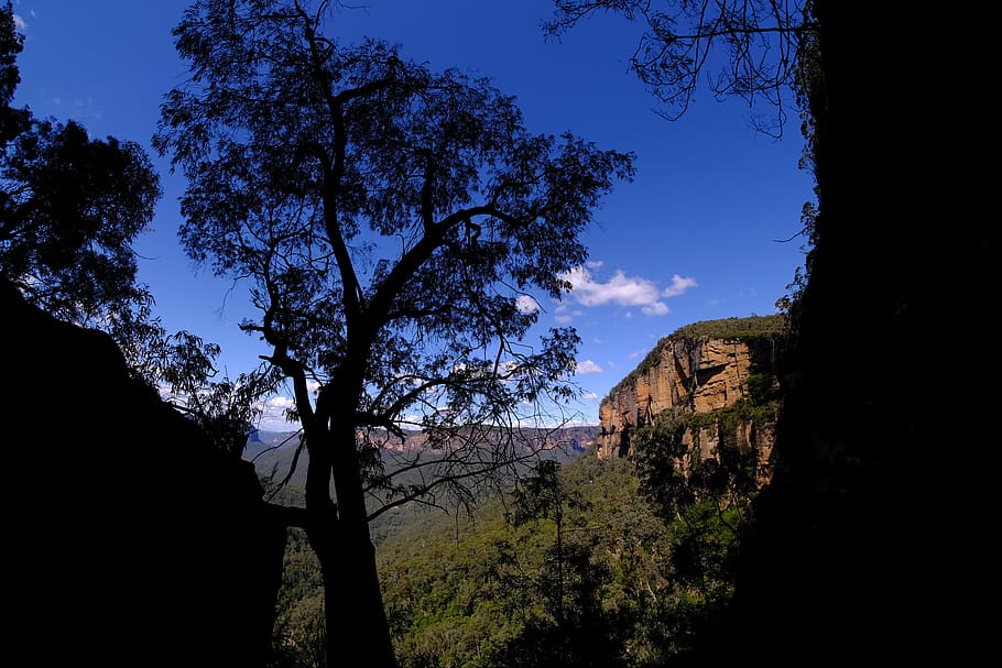 eucalyptus tree, national park, blue mountains, blue mountains national park HD wallpaper