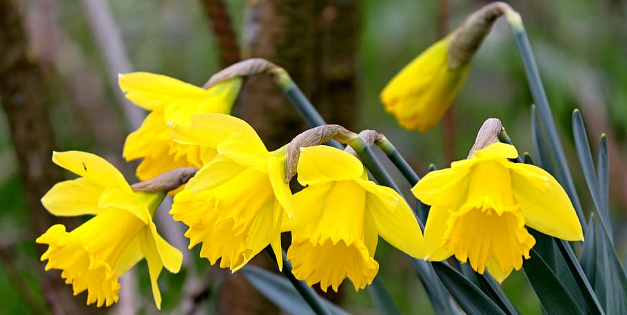 daffodils, osterglocken, spring flowers, yellow, narcissus pseudonarcissus