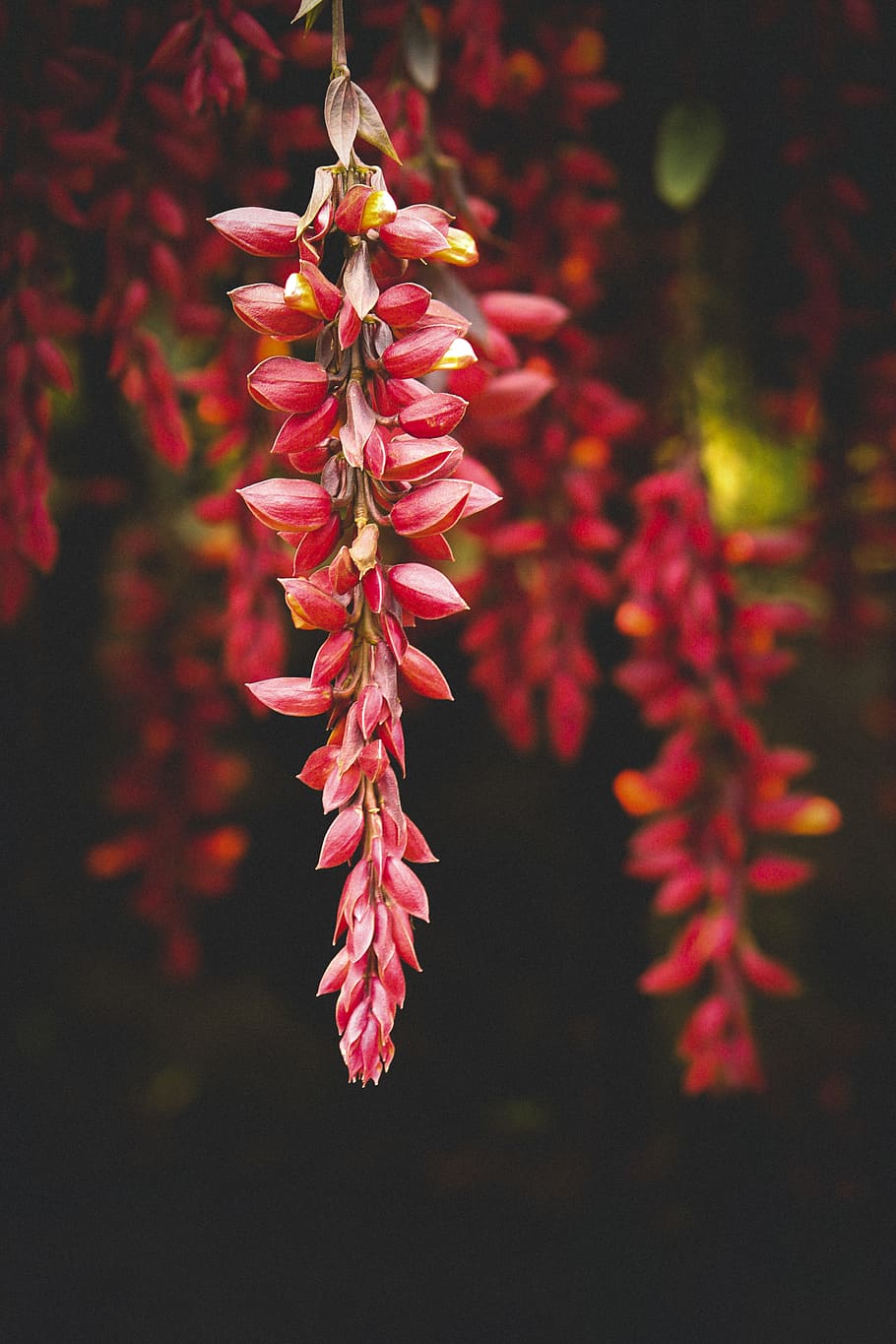Close-Up Photo of Red Flowers, beautiful, bloom, blooming, blur HD wallpaper
