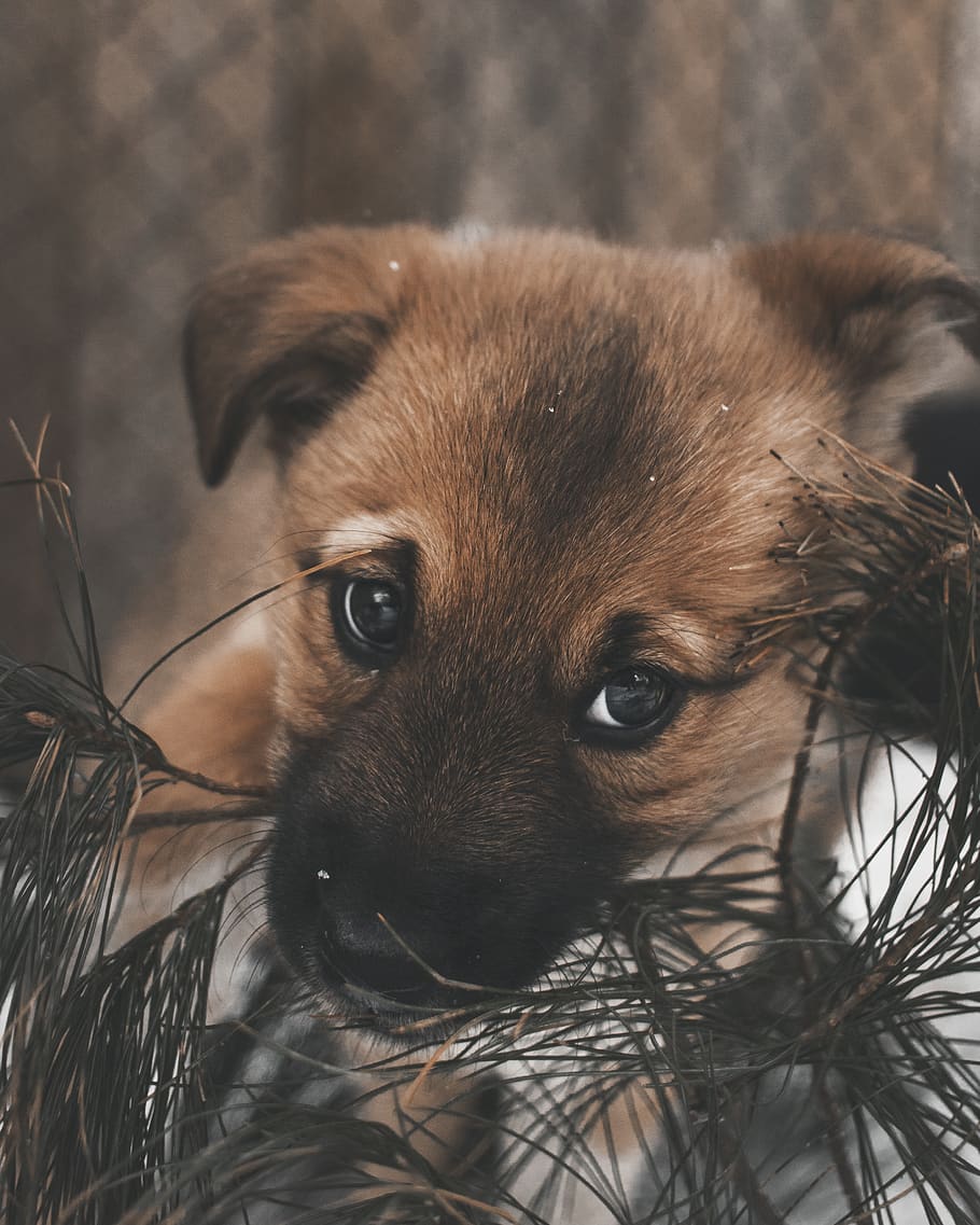 brown puppy biting leaves, dog, canine, animal, mammal, pet, snow, HD wallpaper