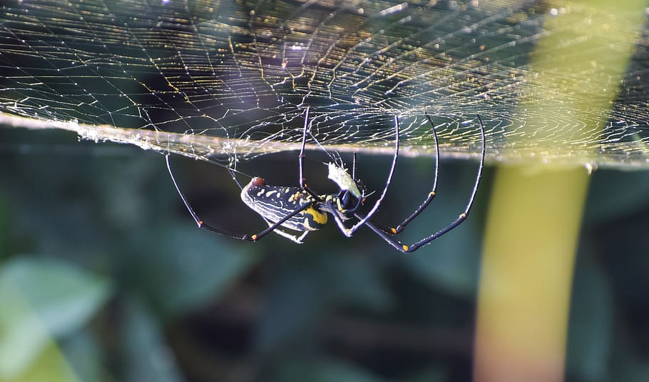 spider, web, nature, big, spider web, fragility, animal themes HD wallpaper