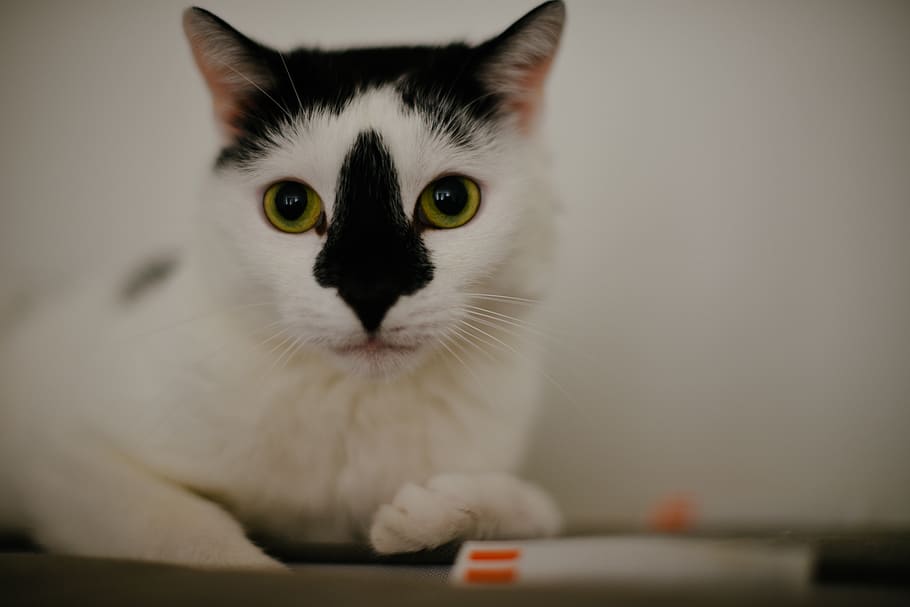black, white, cat, nose, eyes, domestic, pets, domestic cat HD wallpaper