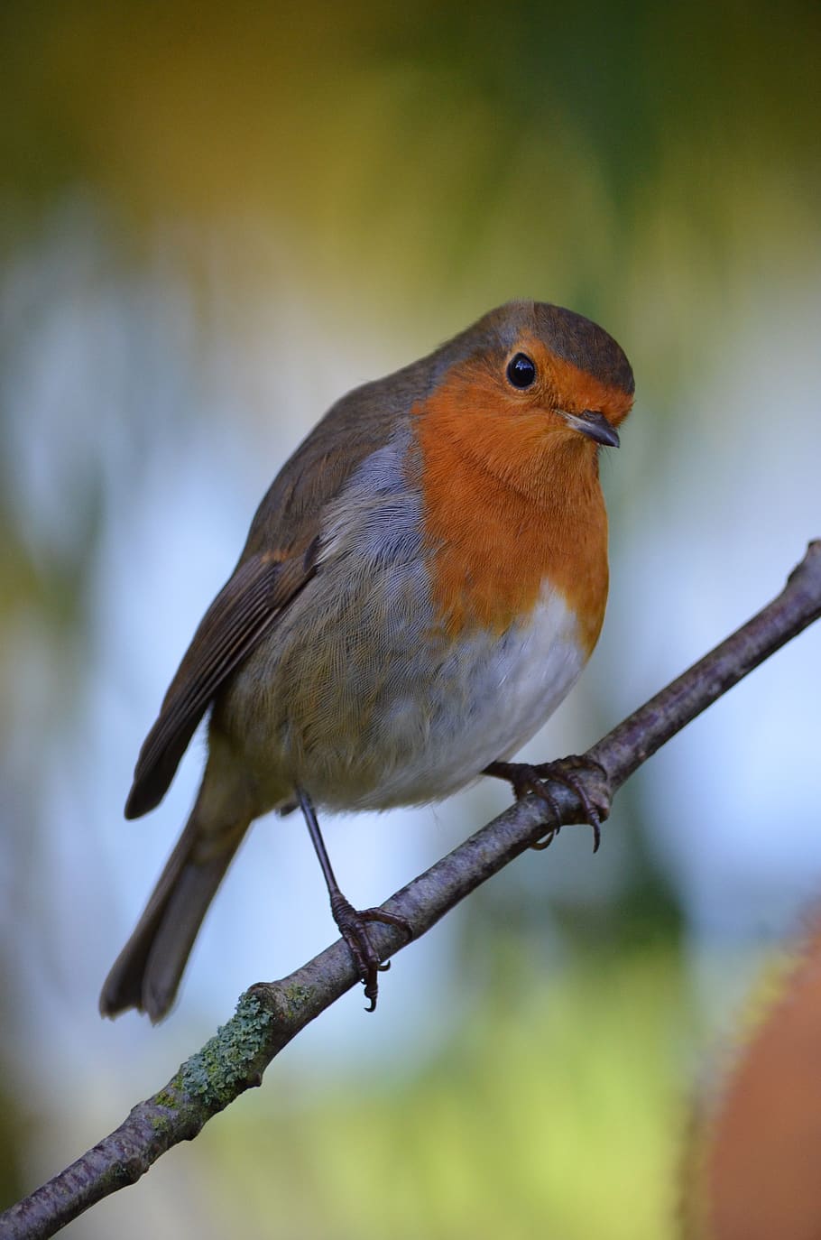 bird on tree branch, animal, robin, jay, wildlife, trees, european HD wallpaper