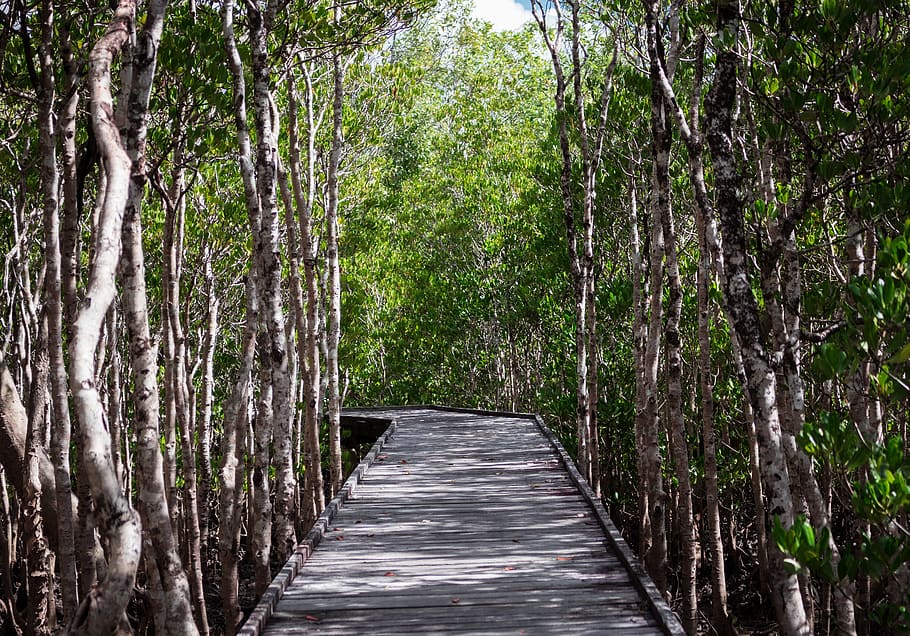forest, mangrove, tree, plant, direction, the way forward, land HD wallpaper