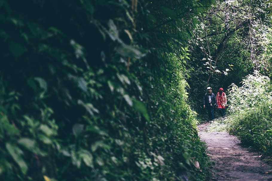 indonesia, tongging, trees, forest, waterfall, plant, real people HD wallpaper