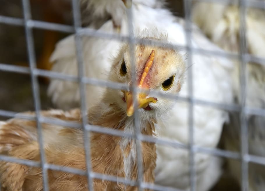 chicken, animal themes, vertebrate, cage, mammal, bird, domestic HD wallpaper