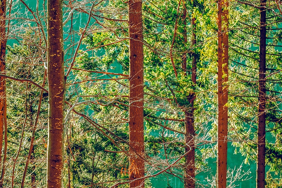 forest, tree trunks, trees, nature, mood, fir forest, atmosphere HD wallpaper
