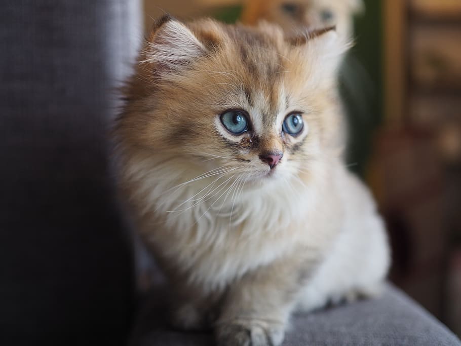 animal, cat, kitty, tabby, domestic, pets, mammal, domestic animals HD wallpaper
