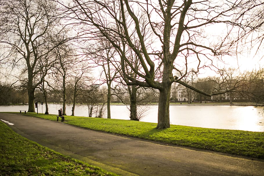 road, path, way, sea, water, river, tree, plants, bare tree HD wallpaper