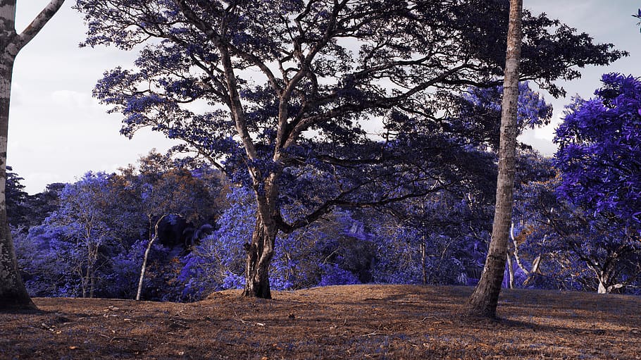 tree trunk, plant, ground, outdoors, nature, flower, blossom HD wallpaper