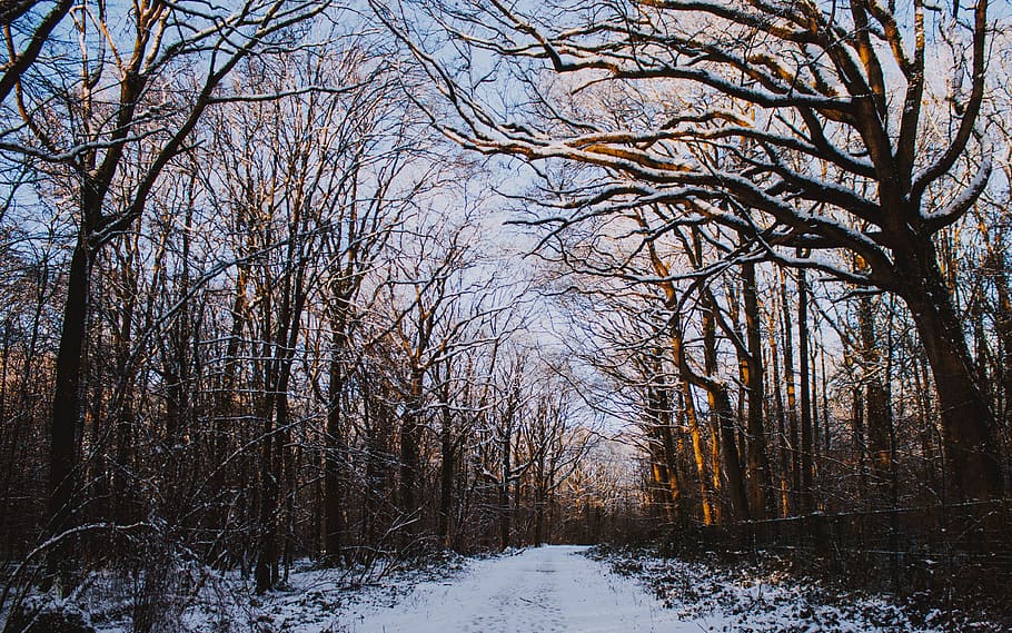 pathway between leafless tree covered with snow during daytime HD wallpaper