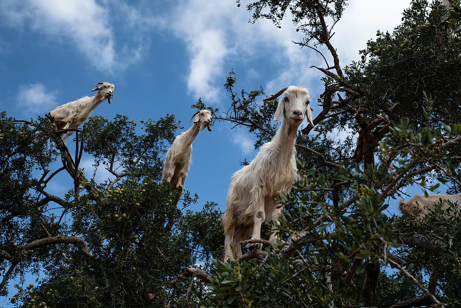 three white sheeps, animal, bird, goat, mammal, mountain goat, HD wallpaper