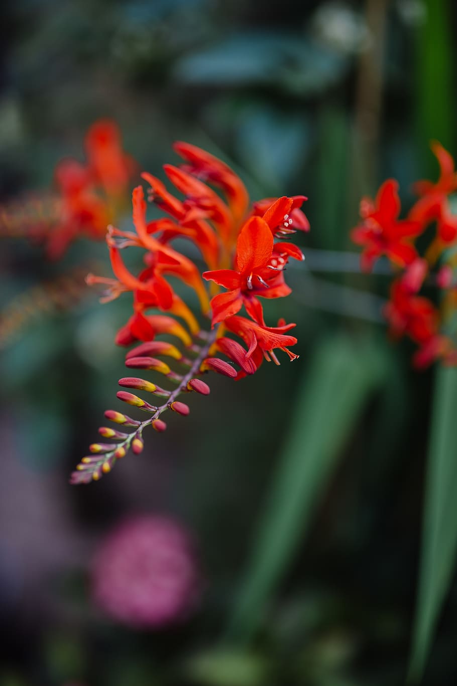 united kingdom, ely, lucifer, red, flower, garden, growth, plant HD wallpaper