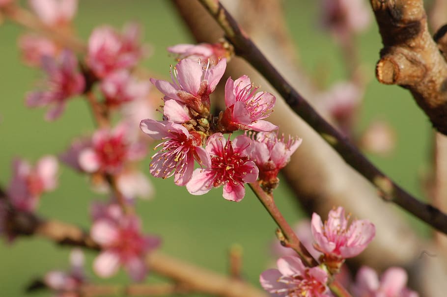 bloom, flowers, spring, nature, flowering plant, fragility HD wallpaper