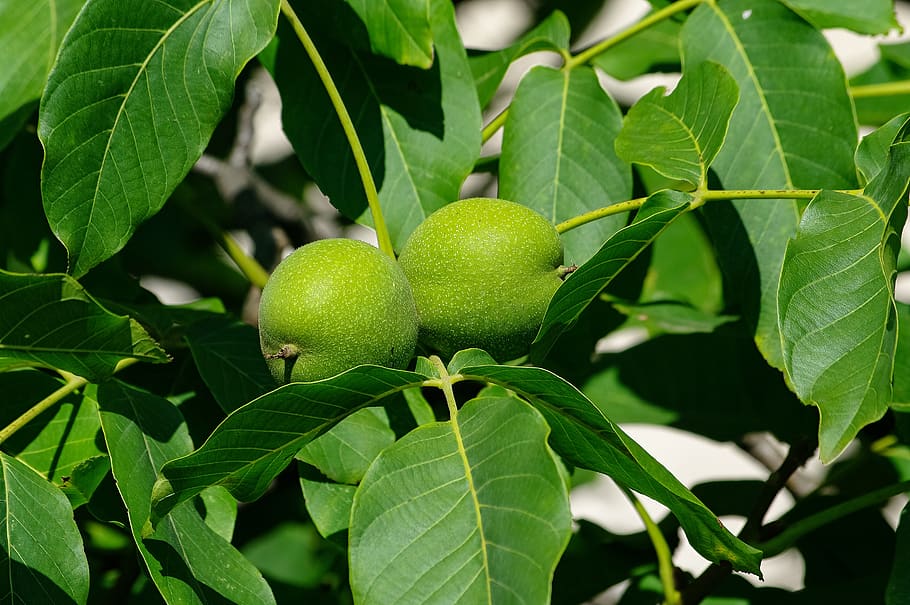 walnut, green, fruit, healthy, garden, leaf, plant part, green color HD wallpaper