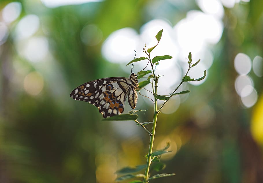 butterfly, insect, green, leaf, plant, nature, blur, bokeh HD wallpaper