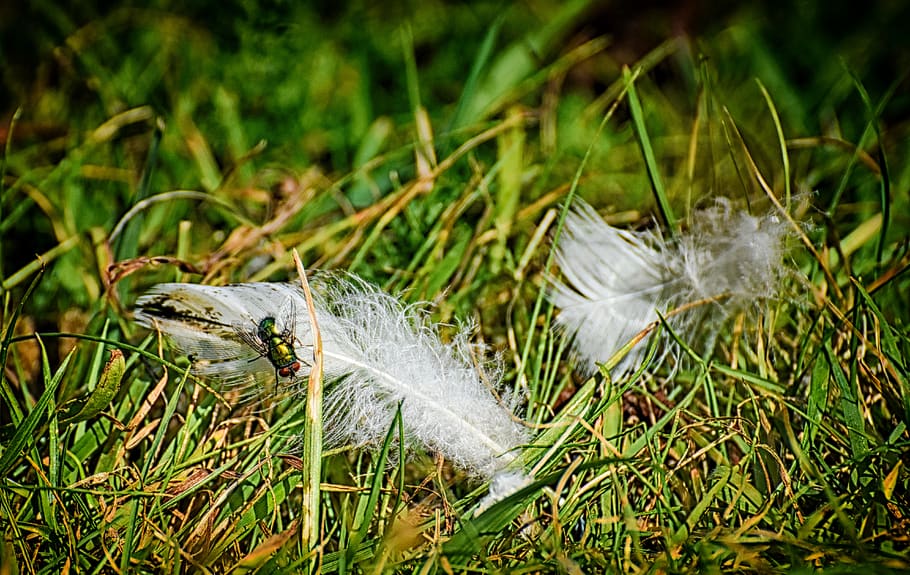 meadow, feather, fly, nature, insect, grass, green color, plant HD wallpaper