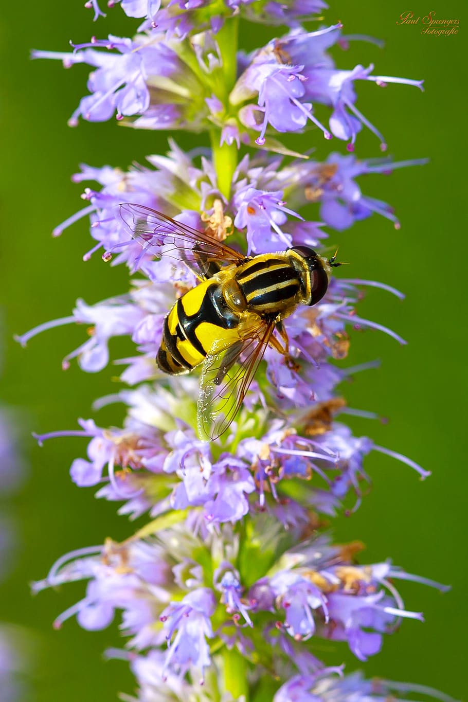 Honey Been on Flowers Close Up Photography, bloom, blossom, flora HD wallpaper