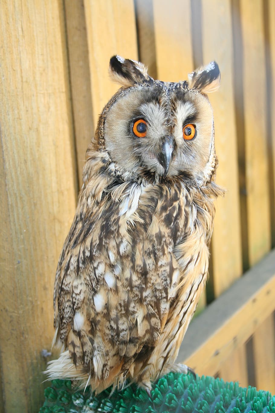 zoo, owl, bird, hunter, portrait, night, one animal, animals in the wild HD wallpaper