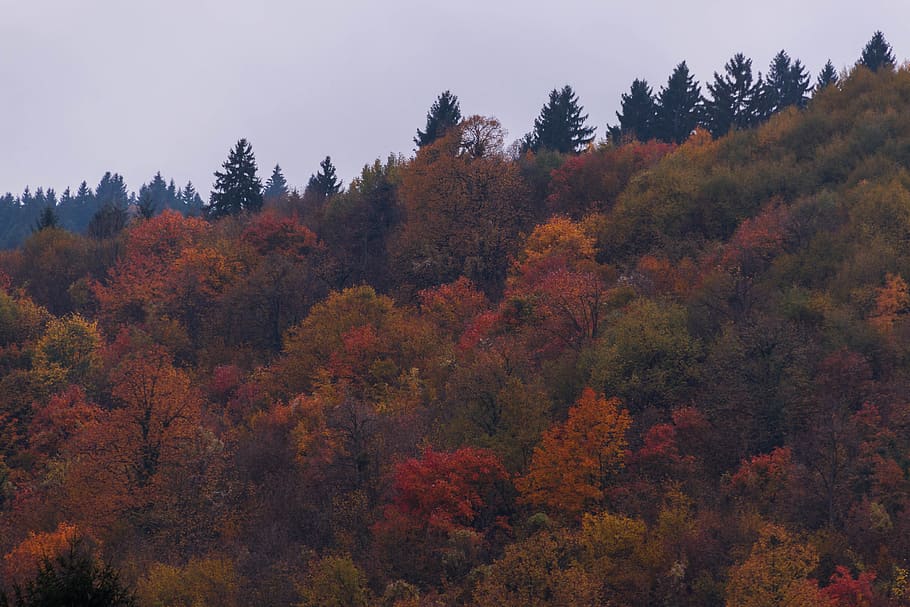 autumn trees, plant, fir, abies, conifer, painting, art, leaf HD wallpaper