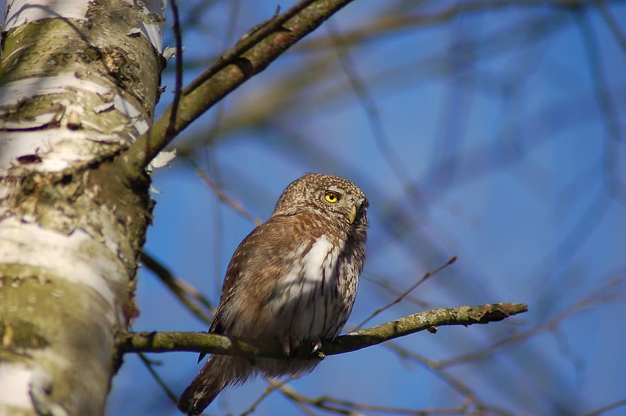 gray and black owl, bird, animal, accipiter, tree, plant, birds HD wallpaper