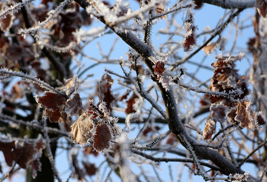 tree, oak, winter, january, frost, foliage, nature, cold temperature HD wallpaper