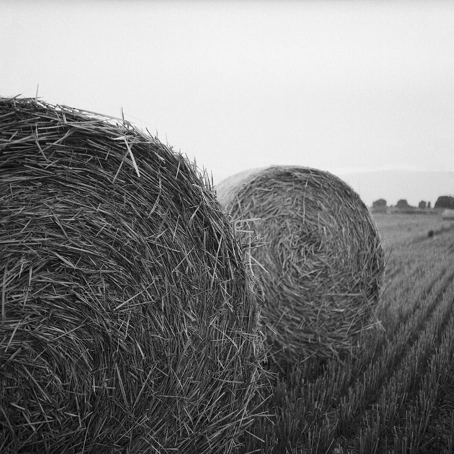 hay, bale, field, agriculture, farm, sky, land, rural scene