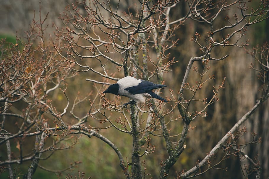 crow, spring, tree, buds, bird, vertebrate, animals in the wild HD wallpaper