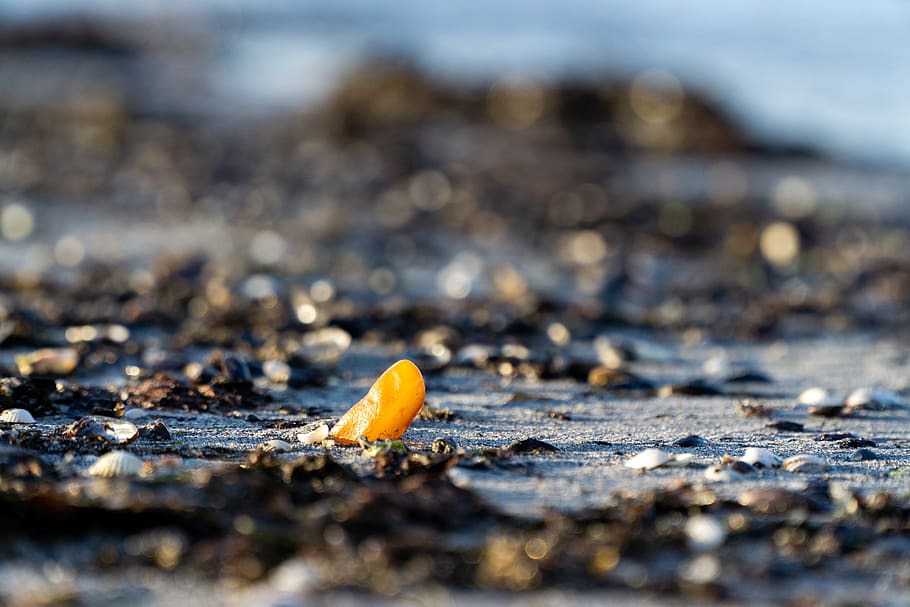 bernstein, beach, sea, baltic sea, coast, selective focus, day HD wallpaper