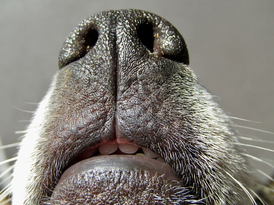 snout, dog, teeth, hangover, face, nose, moustache, one animal HD wallpaper