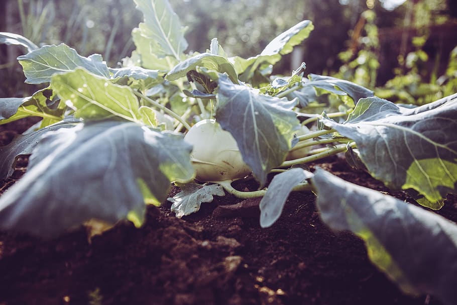 agriculture, bio, bloom, breed, breeding, controlled farming HD wallpaper