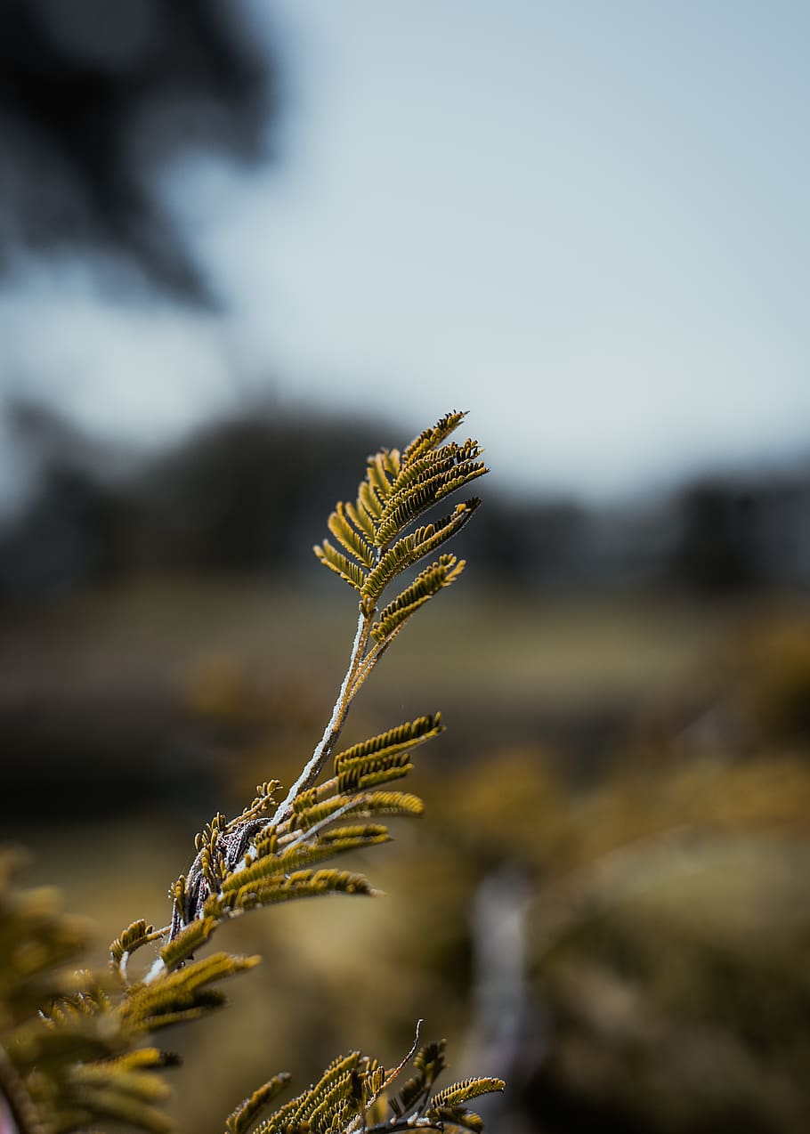 Green Leaf in Selective-focus Photography, blur, branch, daylight HD wallpaper