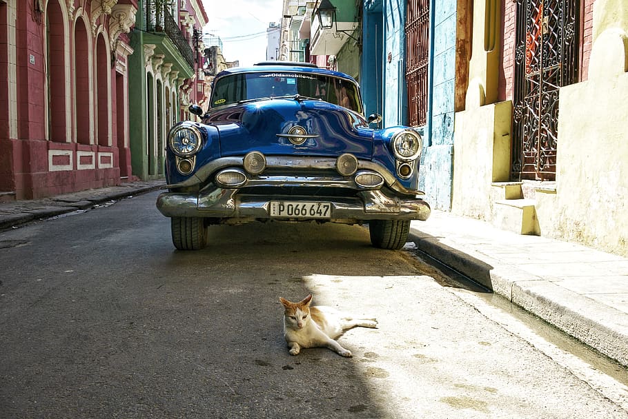 cuba, havana, cats, history, cars, street photography, travel, HD wallpaper