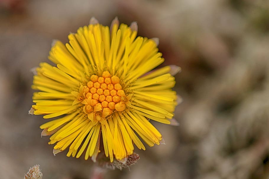 coltsfoot, yellow, spring, flower, macro, nature, flowering plant HD wallpaper