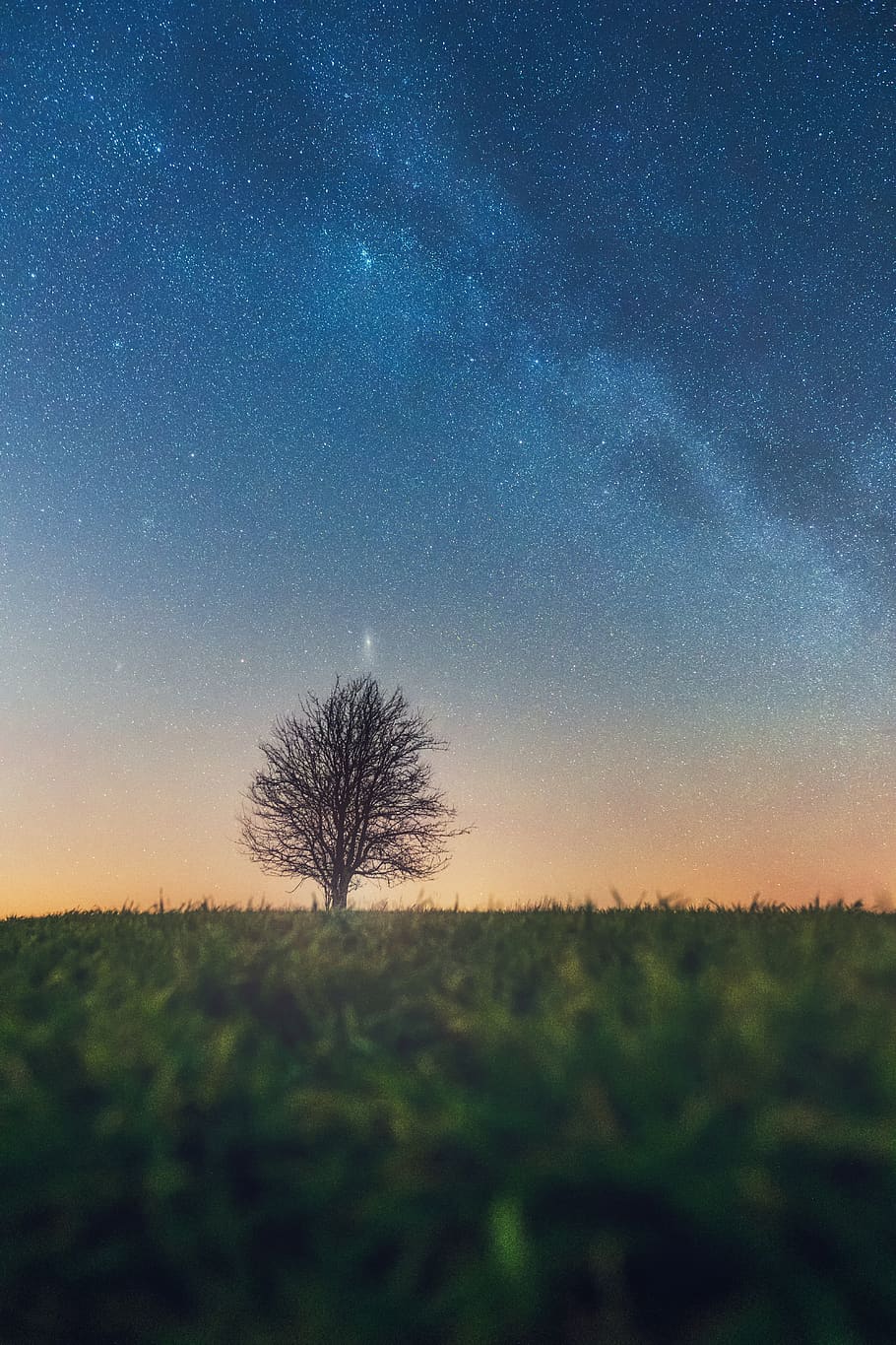 bare tree on grass field, sky, tranquil scene, scenics - nature HD wallpaper