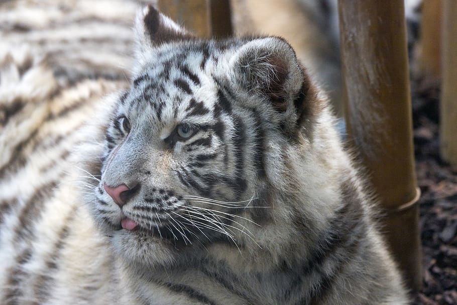 tiger, white, young animal, predator, wildcat, nature, big cat HD wallpaper