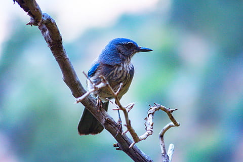blue and brown bird on bare tree, animal, jay, bluebird, blue jay HD wallpaper