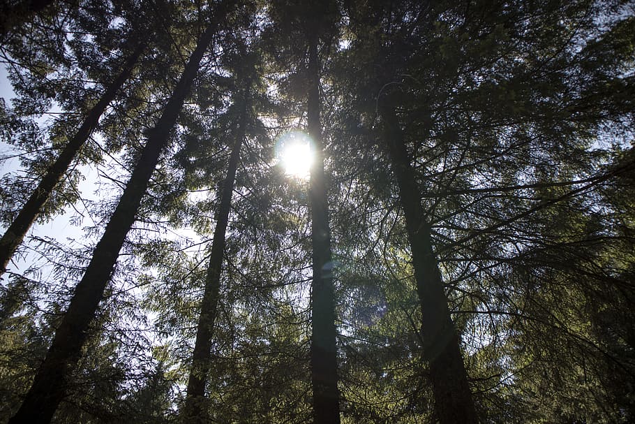 Low Angle Shot Of Trees, environment, forest, perspective, silhouette HD wallpaper