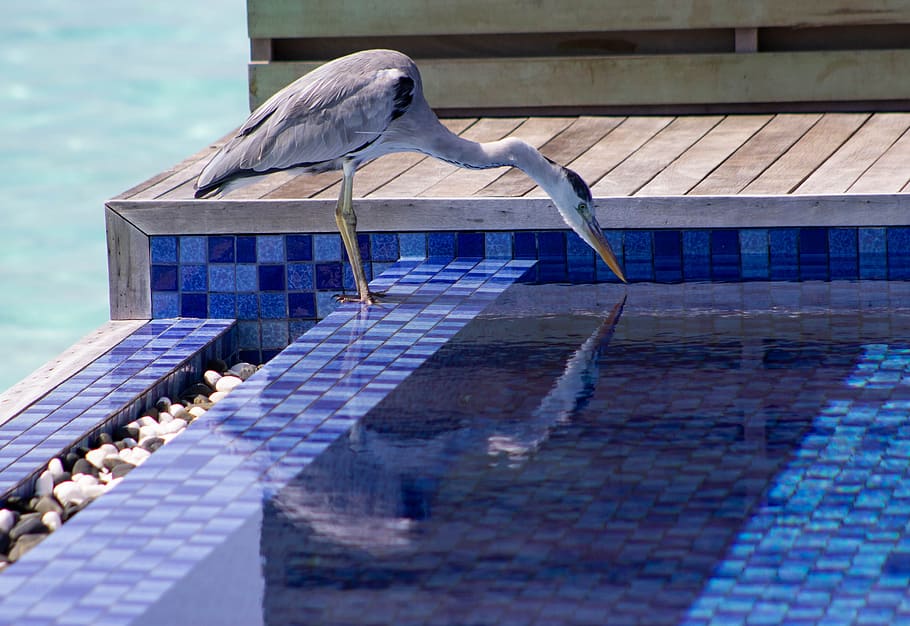 heron, pool, sea, blue, waterbird, wild, nature, wildlife, shorebird HD wallpaper