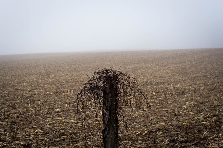 Gray Twigs With Stand, corn field, cornfield, countryside, cropland HD wallpaper
