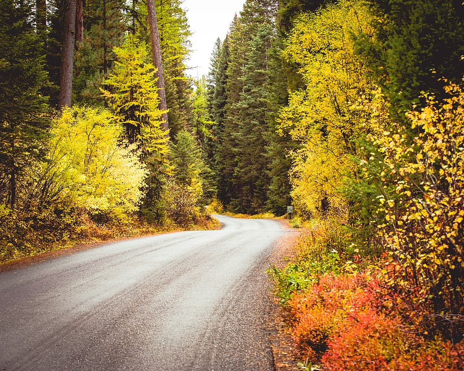gray pavement, fall, foliage, road, tree, autumn, autumnal, forest HD wallpaper