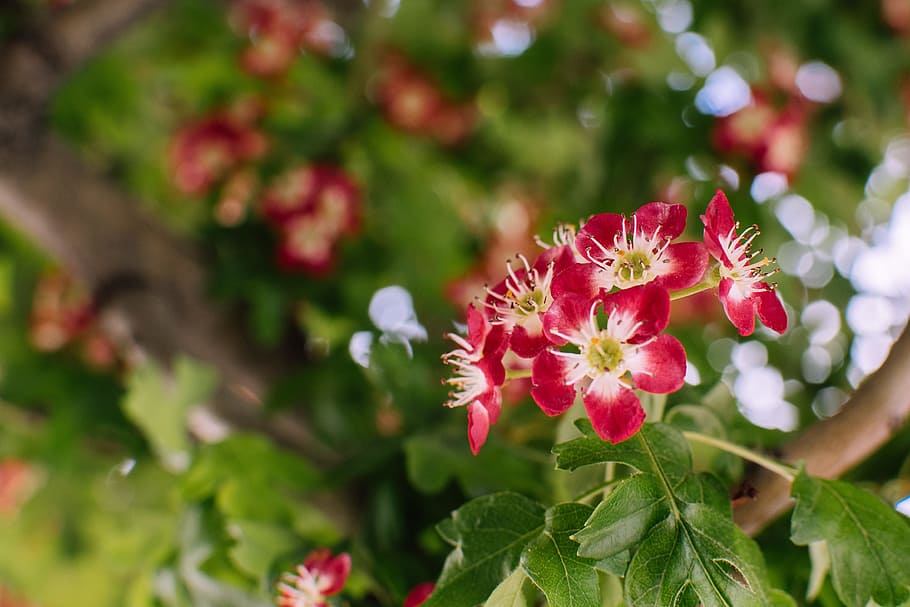 Selective Focus Photography of Red 5-petaled Flowers, beautiful HD wallpaper