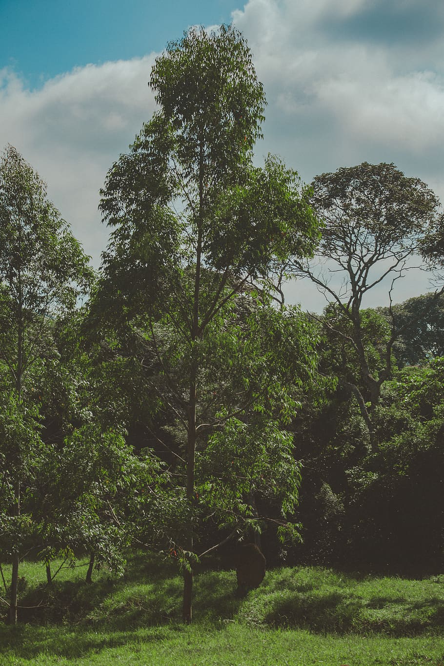 Green Trees Under Cloudy Sky, countryside, daylight, environment HD wallpaper