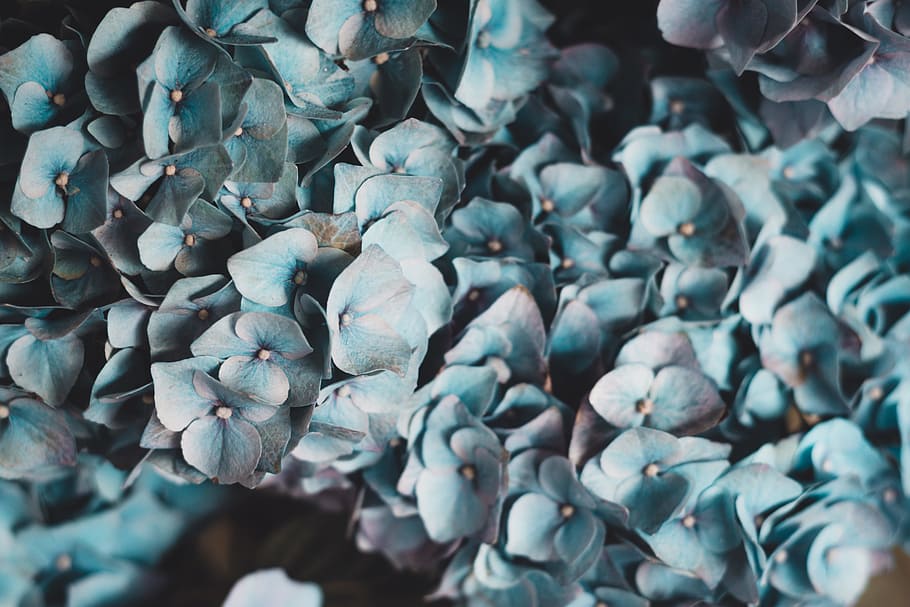 teal petaled flower, hydrangea, blue, wallpaper, blue flowers