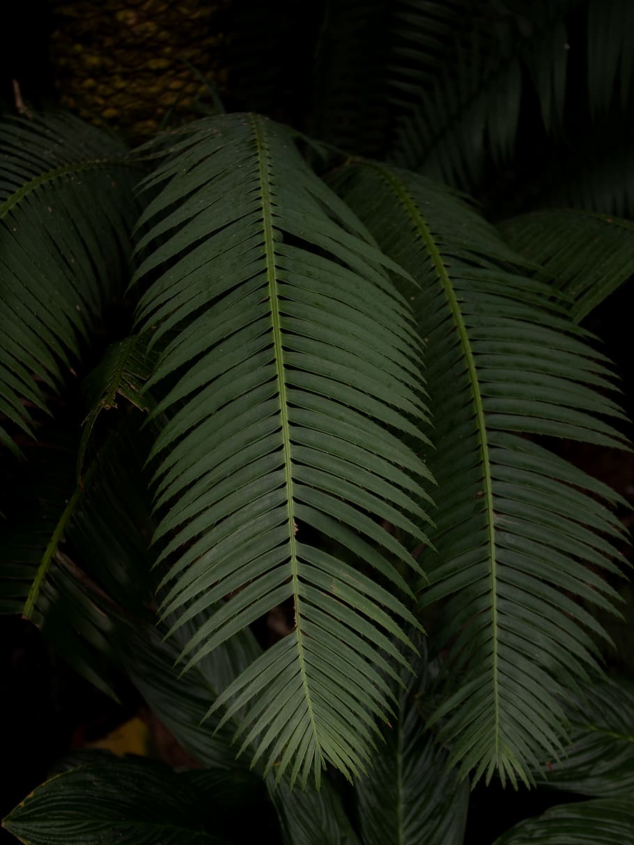 belize, plant, jungle, forest, rainforest, palm, leaf, tree HD wallpaper