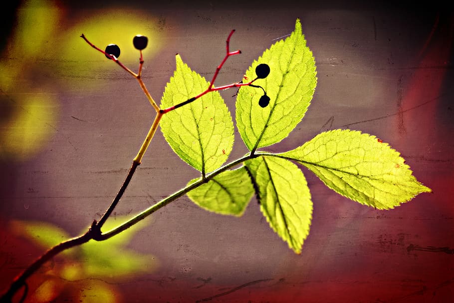 leaf, twig, nature, foliage, pattern, vein, green, sunlight HD wallpaper