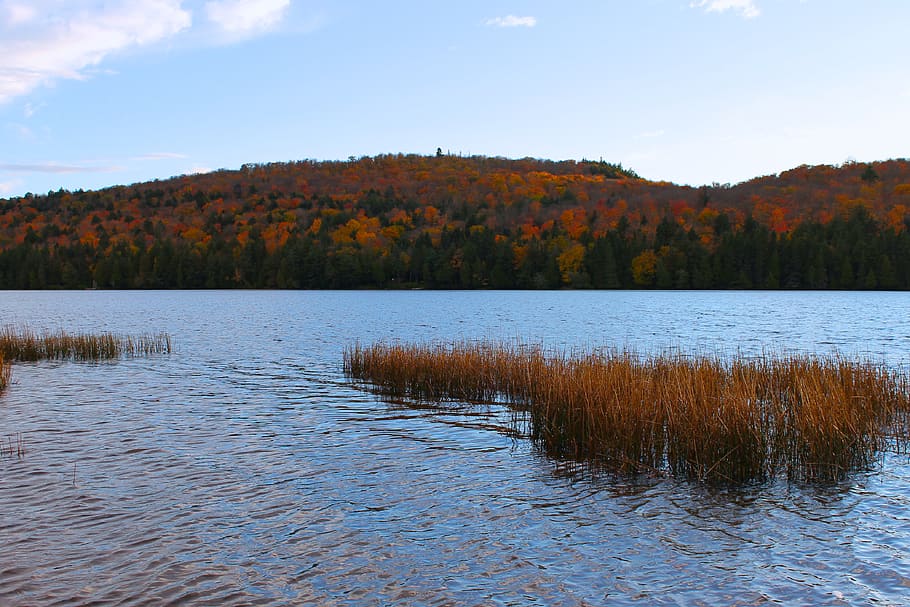 canada, algonquin provincial park, fall, colour, lake, water HD wallpaper