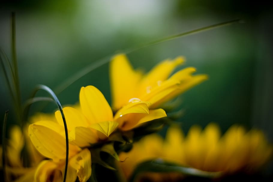 flower, yellow, flowering plant, beauty in nature, freshness HD wallpaper