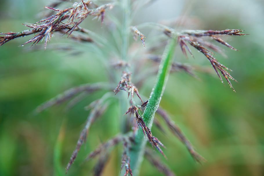 grass, close up, moist, green, nature, meadow, macro, rush HD wallpaper